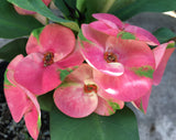Euhorbia Milii Crown Of Thorns "Pink Emerald Flamingo" Corona de Cristo Large blooming Variety