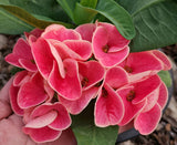 Euphorbia Milii SNOWFIRE Crown of Thorns  Corona de Cristo