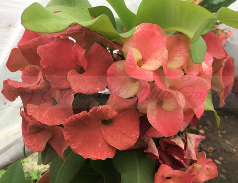 Euphorbia Milii DANCING QUEEN (POP CHOK) Crown of Thorns Corona De Cristo Succulent/Cactus