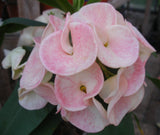 Euphorbia Milii Sexy Pink Crown of Thorns – Starter Cutting