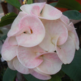 Euphorbia Milii Sexy Pink Crown of Thorns – Starter Cutting