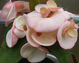 Euphorbia Milii BLACK DIAMOND Crown of Thorns Corona de Cristo