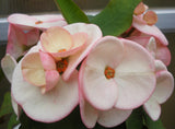 Euphorbia Milii BLACK DIAMOND Crown of Thorns Corona de Cristo