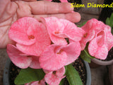 Euphorbia Milii SIAM DIAMOND Crown of Thorns Corona de Cristo Poysean Succulent