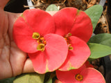 Euphorbia Milii TOP MILLIONAIRE (Yod Sethee) Crown of Thorns Corona de Cristo