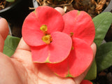 Euphorbia Milii TOP MILLIONAIRE (Yod Sethee) Crown of Thorns Corona de Cristo