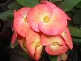 Euphorbia Milii CHIANG MAI Crown of Thorns Orange Bloom Corona de Cristo