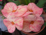 Euphorbia Milii MEGA YELLOW Crown of Thorns Corona de Cristo Poysean Super Giant Bloom