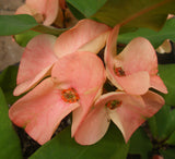 Euphorbia Milii PomPom Orange Crown of Thorns – Starter Cutting