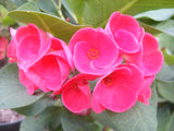 Euphorbia Milii EUPHORBIA ROSES Crown of Thorns Thai Hybrid