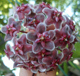Hoya Pubicalyx Round Leaf Wax Plant/Vine Flor d'Cera Houseplant Scented Bloom