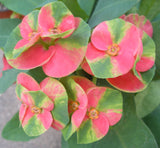 Euphorbia Milii RED MILLIONAIRE Crown of Thorns Corona d’Cristo Poysean Succulent Tropical