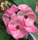 Euphorbia Milii ROMANTIC PINK Crown of Thorns Corona de Cristo