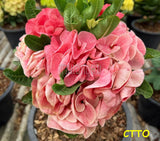 Euphorbia Milii EK MAI Crown of Thorns Corona de Cristo