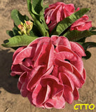 Euphorbia Milii EK MAI Crown of Thorns Corona de Cristo