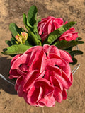 Euphorbia Milii Crown of Thorns Rooted Cuttings Coronas de Cristo Thai Hybrid