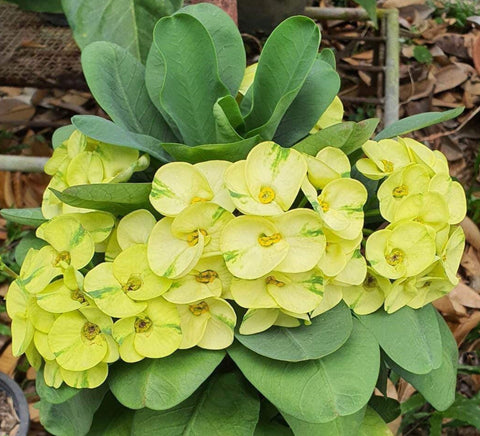 Euphorbia Milii EK VILAI Crown of Thorns  Corona de Cristo Succulent Tropicals