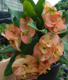 Euphorbia Milii Crown of Thorns Petch Manee (Fancy) Coronas de Cristo