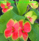 Euphorbia Milii Flame of the Forest Crown of Thorns – Starter Cutting