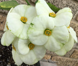 Euphorbia Milii FUJI WHITE Crown of Thorns Corona de Cristo Cactus/Succulents