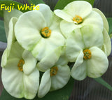 Euphorbia Milii FUJI WHITE Crown of Thorns Corona de Cristo Cactus/Succulents