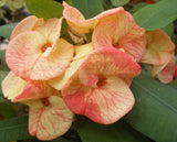 Euphorbia Milii GOLD GLAM Crown Of Thorns Corona de Cristo Cactus