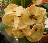 Euphorbia Milii GOLD GLAM Crown Of Thorns Corona de Cristo Cactus