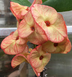 Euphorbia Milii GOLD GLAM Crown Of Thorns Corona de Cristo Cactus