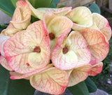 Euphorbia Milii GOLD GLAM Crown Of Thorns Corona de Cristo Cactus