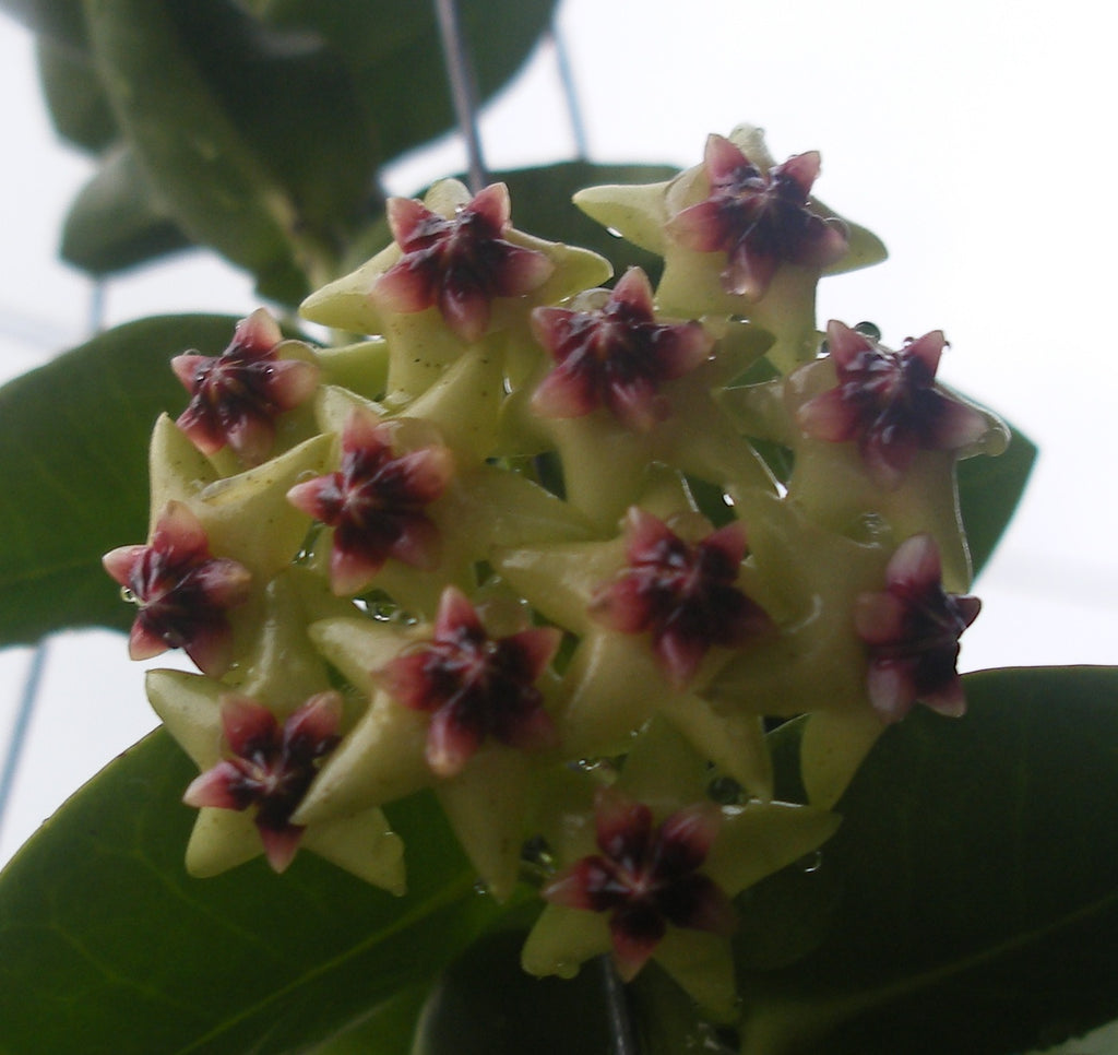 honey plant indoor Hoya Cummingiana Porcelain Flower Wax Vine Flor de Cera Indoor Plant – Euphorbia Milii Garden (Crown Of Thorns)
