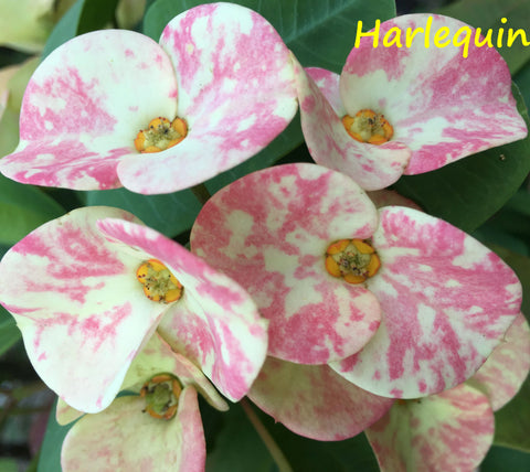 Euphorbia Milii HARLEQUIN Crown of Thorns Corona de Cristo Succulents Tropicals