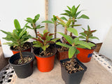 Euphorbia Milii Crown of Thorns 6 Colors per Pack