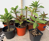 Euphorbia Milii Crown of Thorns 3 Colors per Pack Corona de Cristo