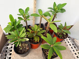 Euphorbia Milii Crown of Thorns 6 Colors per Pack