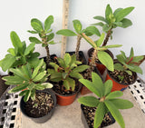 Euphorbia Milii Crown of Thorns 3 Colors per Pack Corona de Cristo