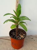 Euphorbia Milii SETHEE CHIANG MAI Crown Of Thorns  Corona de Cristo Cactus Succulents