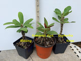 Euphorbia Milii Crown of Thorns 3 Colors per Pack Corona de Cristo