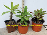 Euphorbia Milii Crown of Thorns 3 Colors per Pack Corona de Cristo