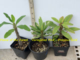 Euphorbia Milii Crown of Thorns 6 Colors per Pack