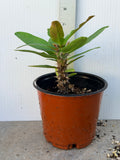 Euphorbia Milii ANGEL ROCK Crown of Thorns Live Plant Corona de Cristo Cactus