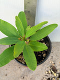 Euphorbia Milii ANGEL ROCK Crown of Thorns Live Plant Corona de Cristo Cactus