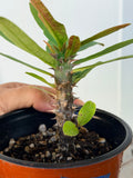 Euphorbia Milii ANGEL ROCK Crown of Thorns Live Plant Corona de Cristo Cactus