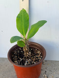Euphorbia Milii SIAM DIAMOND Crown of Thorns Corona de Cristo Poysean Succulent