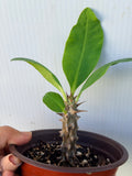 Euphorbia Milii SIAM DIAMOND Crown of Thorns Corona de Cristo Poysean Succulent