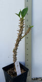 Rare “Vanilla Sky” Giant Bloom Crown of Thorns — New Thai Hybrid Euphorbia Milii
