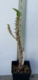 Rare “Vanilla Sky” Giant Bloom Crown of Thorns — New Thai Hybrid Euphorbia Milii