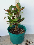 Euphorbia Milii Charoen Lap Crown of Thorns  Corona de Cristo