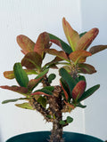 Euphorbia Milii Charoen Lap Crown of Thorns  Corona de Cristo