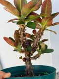 Euphorbia Milii Charoen Lap Crown of Thorns  Corona de Cristo