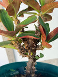Euphorbia Milii Charoen Lap Crown of Thorns  Corona de Cristo